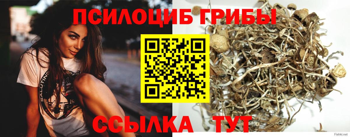 Галлюциногенные грибы Psilocybine cubensis Когалым